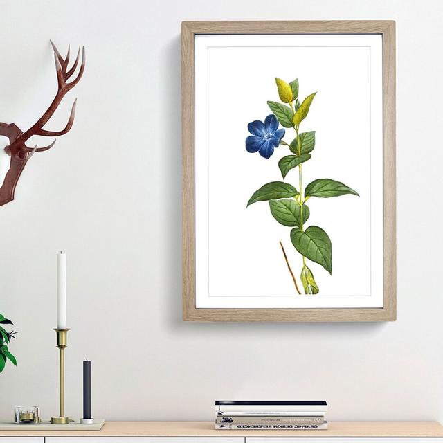 Periwinkle Blue Flowers by Pierre-Joseph Redoute - Picture Frame Painting Print East Urban Home Frame Option: Oak Framed, Size: 48cm H x 36cm W x 2cm on Productcaster.