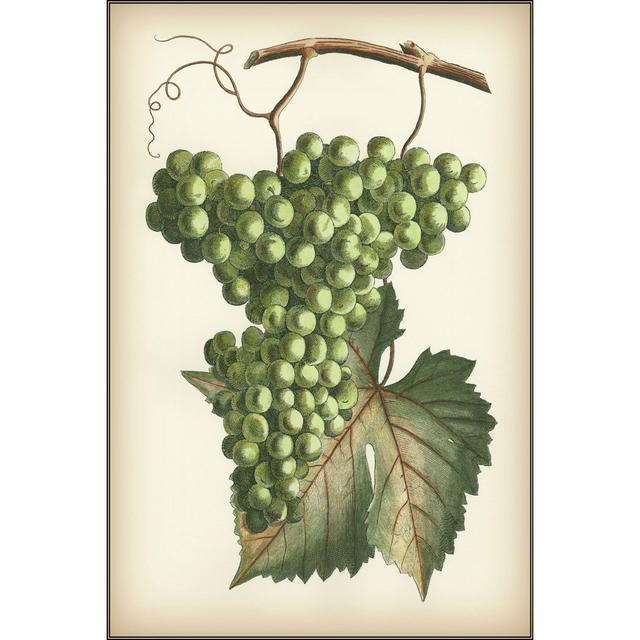 Grapes II - Wrapped Canvas Print Rosalind Wheeler Size: 91cm H x 61cm W on Productcaster.