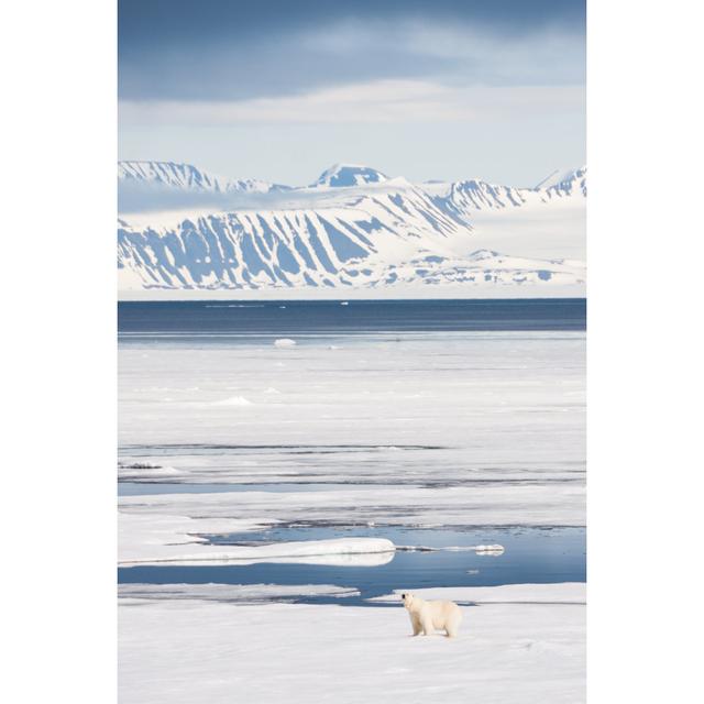 Polar Bear On Arctic Sea Ice by Nailzchap - No Frame Print on Canvas 17 Stories Size: 76cm H x 51cm W on Productcaster.