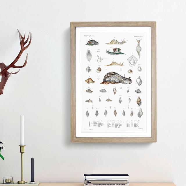 Snail Shells & Slugs by A.A. Gould - Picture Frame Art Prints East Urban Home Size: 48cm H x 36cm W x 2cm D, Frame Option: Oak Framed on Productcaster.