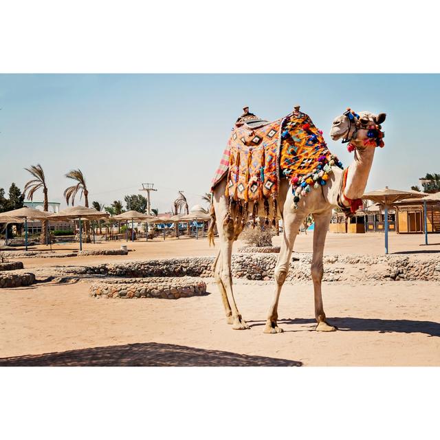 Camel Standing To His Full Height, Using ForTourist Trips To Hurghada, Egypt - Wrapped Canvas Print Gracie Oaks Size: 50.8cm H x 76.2cm W on Productcaster.