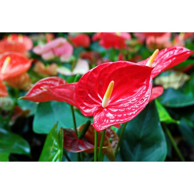 Red Anthurium Flowers by Undefined Undefined - Wrapped Canvas Photograph 17 Stories Size: 51cm H x 76cm W on Productcaster.