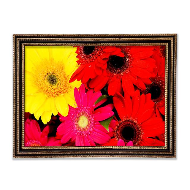 Gerahmtes Wandbild Gerbera Galore Ophelia & Co. Größe: 59,7 cm H x 84,1 cm B, Format: Schwarz gerahmtes Holz on Productcaster.