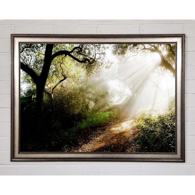 Forest Sunlight Walk - Print Union Rustic Size: 21cm H x 29.7cm W x 1.5cm D on Productcaster.