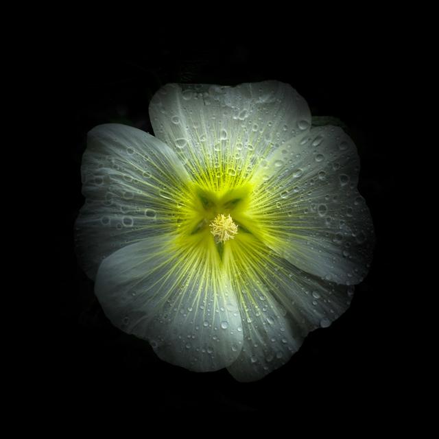 White Petunia Detail by Brian Carson - Wrapped Canvas Art Prints Latitude Run Size: 122cm H x 122cm W on Productcaster.