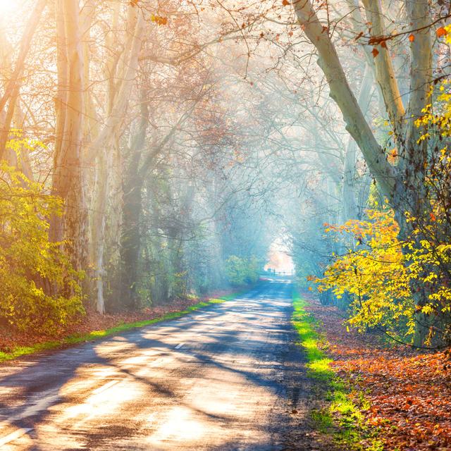 Autumn Road von Gehringj - Kunstdrucke auf Leinwand Alpen Home Größe: 122 cm H x 122 cm B on Productcaster.