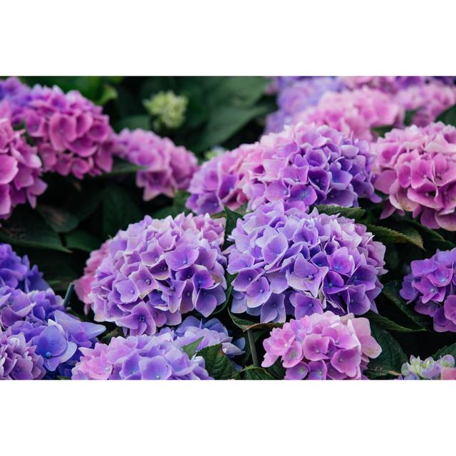 Hydrangea (Hortensia) - Wrapped Canvas Photograph Ebern Designs Size: 30cm H x 46cm W x 3.8cm D on Productcaster.