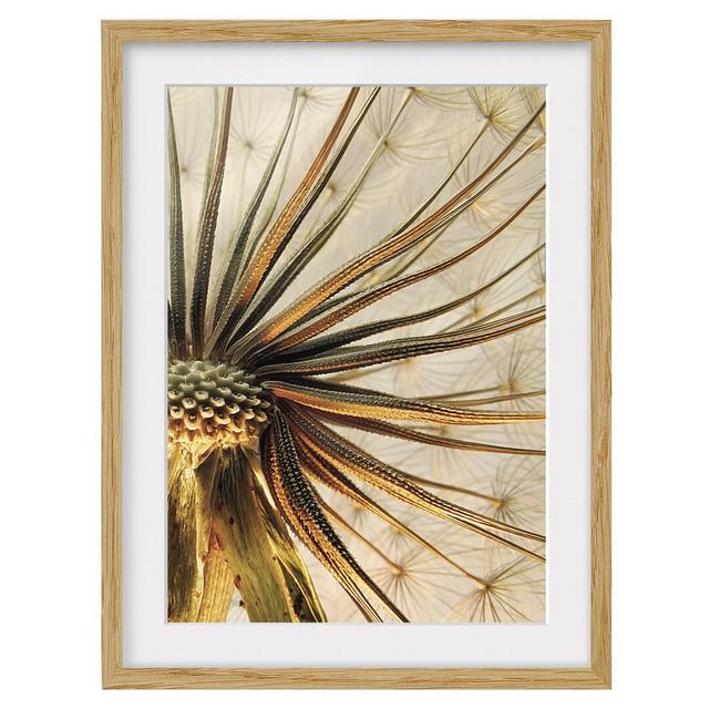 Close-Up Dandelion Framed Photographic Art Print East Urban Home Frame Options: Natural oak, Size: 70cm H x 50cm W on Productcaster.