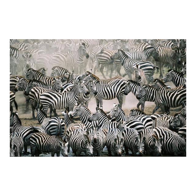 Herd of Zebra Semi-Gloss Wallpaper Roll East Urban Home Size: 4.8m x 320cm, Materialqualität: Premium (150g/m²) on Productcaster.