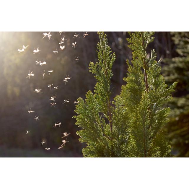 Mosquitos Swarm Flying by Tunatura - Wrapped Canvas Print 17 Stories Size: 20cm H x 30cm W on Productcaster.