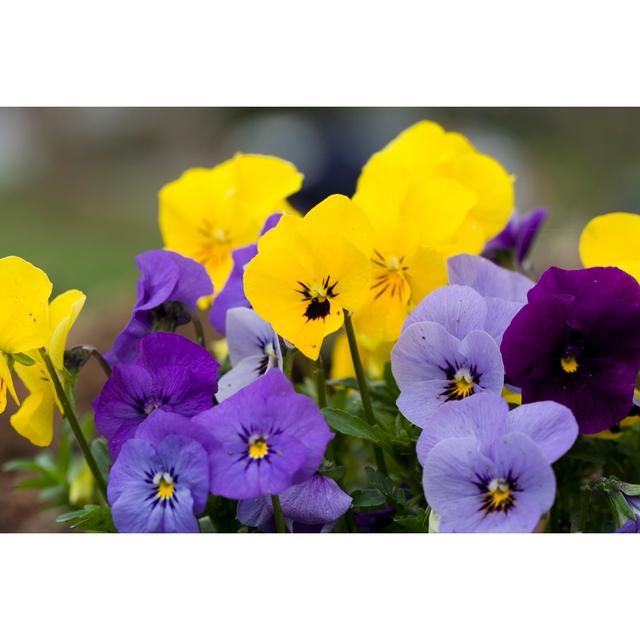 Spring Pansies Yellow Blue And Purple by Xyzphoto - Wrapped Canvas Art Prints Latitude Run Size: 51cm H x 76cm W x 3.8cm D on Productcaster.