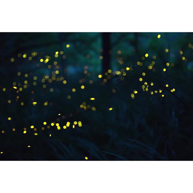 Fireflies - Wrapped Canvas Art Prints 17 Stories Size: 60cm H x 90cm W x 1.8cm D on Productcaster.