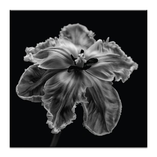 'Parrot Tulip' Art Print on Canvas East Urban Home Format: Wrapped Canvas, Size: 61cm H x 61cm W on Productcaster.