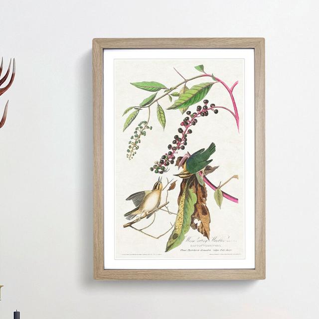 Two Warbler Birds by John Audubon - Picture Frame Painting Print East Urban Home Frame Option: Oak Framed, Size: 36cm H x 27cm W x 2cm D on Productcaster.