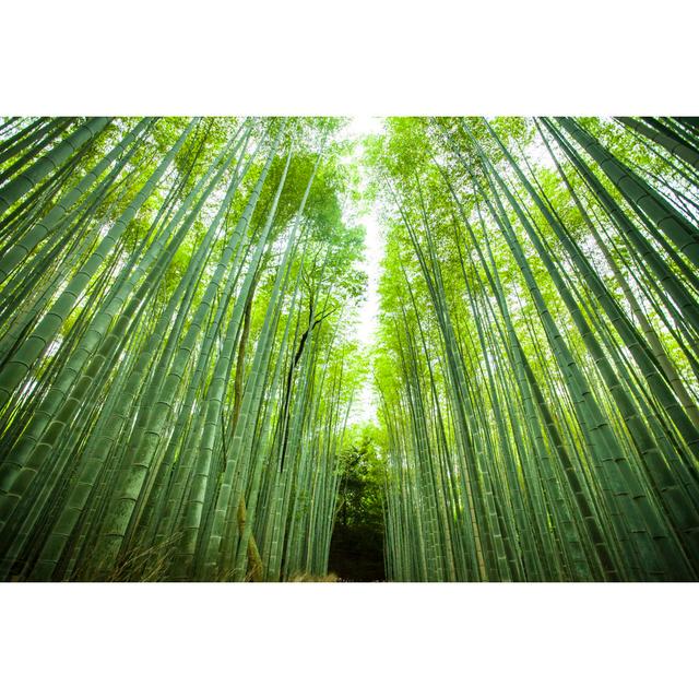 Path In The Middle Of Bamboo Forest von Portishead1 - Drucken Alpen Home Größe: 81 cm H x 122 cm B on Productcaster.