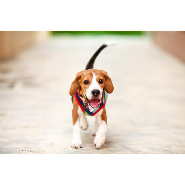 Little Puppy Beagle Running Zoom-in by Golfyinterlude - Wrapped Canvas Print Brayden Studio Size: 81cm H x 122cm W x 3.8cm D on Productcaster.