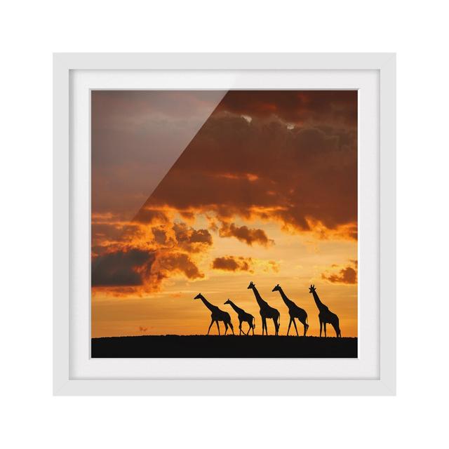 'Five Giraffes' Framed Photographic Print East Urban Home Frame Options: Matt white, Size: 50cm H x 50cm W on Productcaster.