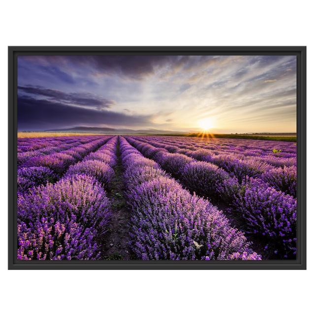 Gerahmtes Wandbild Traumhafte Lavendel Provence East Urban Home Größe: 60 cm H x 80 cm B on Productcaster.