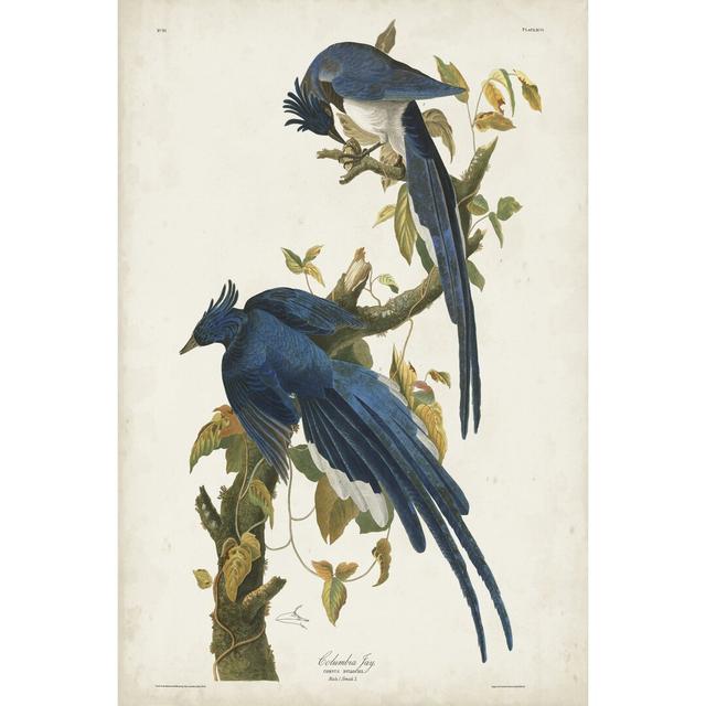 Pl 96 Columbia Jay by John Audubon - Wrapped Canvas Painting Marlow Home Co. Size: 76cm H x 51cm W on Productcaster.