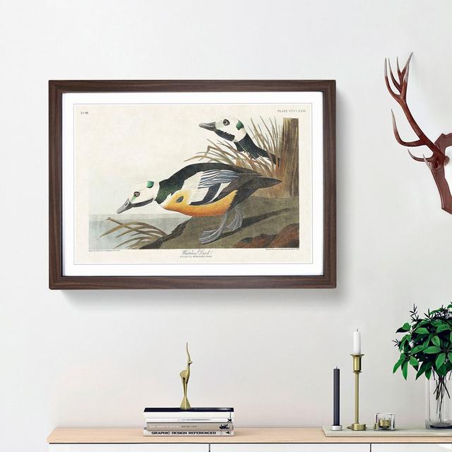 Western Ducks by John James Audubon - Picture Frame Painting Print East Urban Home Size: 27cm H x 36cm W x 2cm D, Frame Option: Walnut Framed on Productcaster.