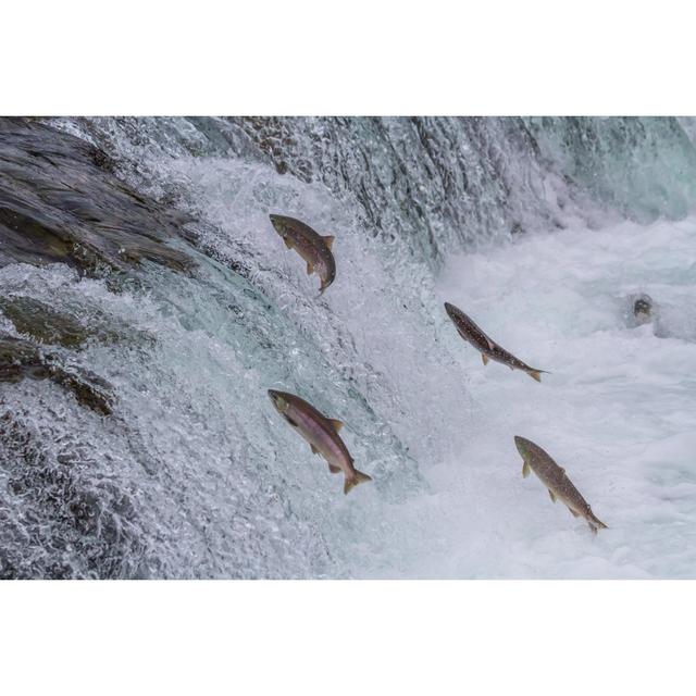 Sockeye Salmon Jumping Up Falls Highland Dunes Size: 61cm H x 91cm W on Productcaster.