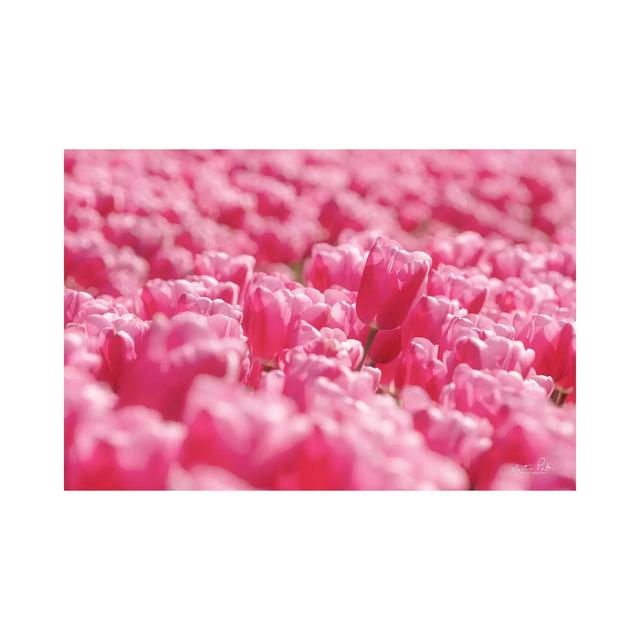 Pink Field by Martin Podt - Wrapped Canvas Photograph Latitude Run Size: 45.72cm H x 66.04cm W x 1.91cm D on Productcaster.