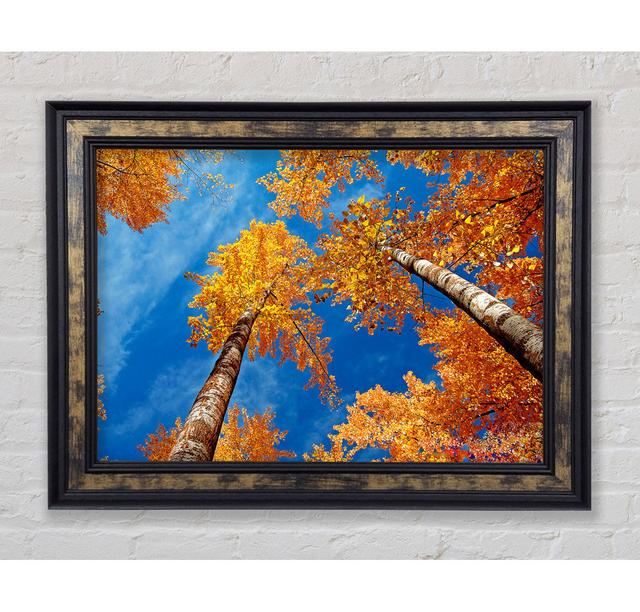 High Above The Tree Tops - Single Picture Frame Art Prints Bright Star Size: 100cm H x 141.4cm W x 8 cm D on Productcaster.