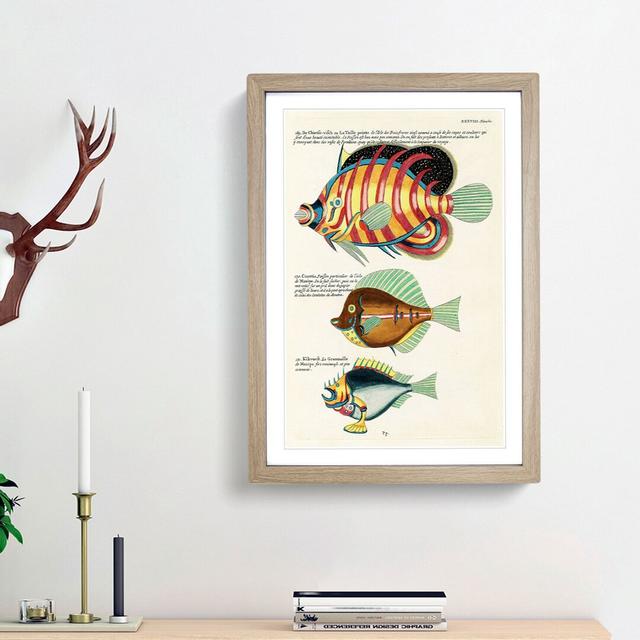 East Indies Fish Illustrations XXXVIII by Louis Renard - Picture Frame Graphic Art Print East Urban Home Size: 48cm H x 36cm W x 2cm D, Frame Option: on Productcaster.