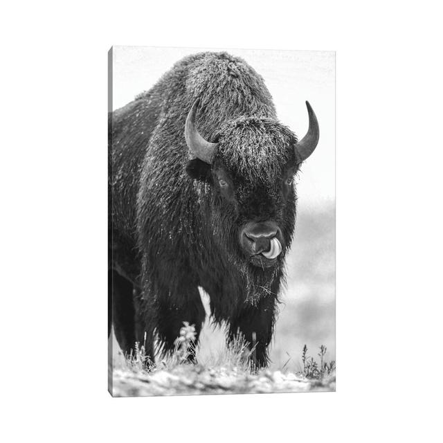 American Bison Bull In A Snowstorm, North America by Tim Fitzharris - Painting on Canvas August Grove Size: 66.04cm H x 45.72cm W x 1.91cm D, Format: on Productcaster.