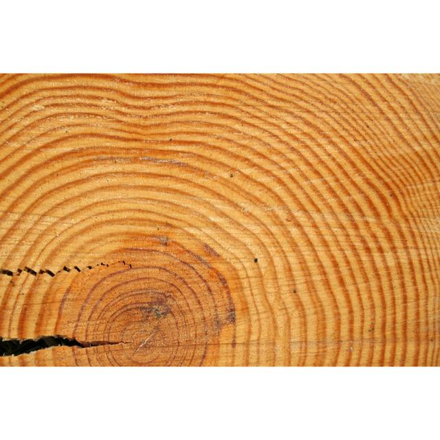 Tree Ring Background by lbturek - Wrapped Canvas Photograph Alpen Home Size: 81cm H x 122cm W on Productcaster.