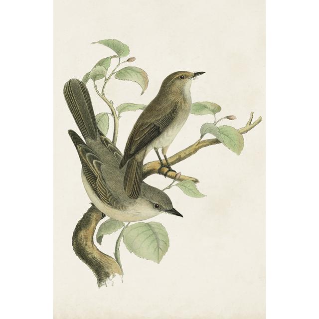 Antique Bird Trio III - Painting on Canvas Rosalind Wheeler Size: 91.44cm H x 60.96cm W on Productcaster.