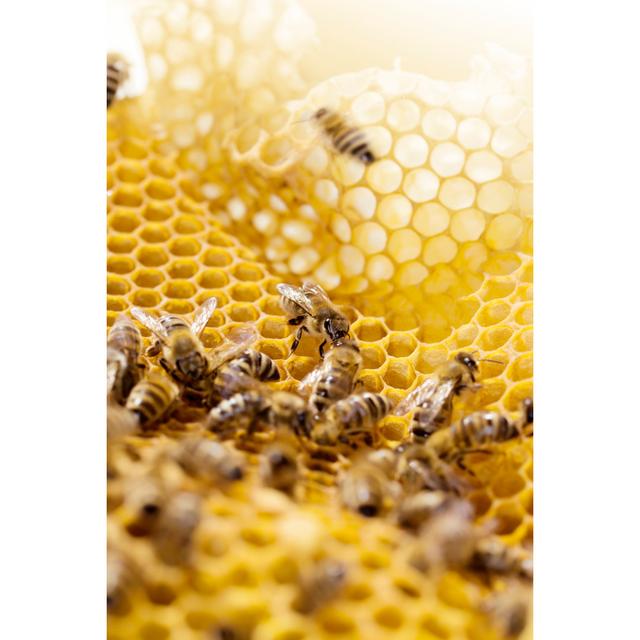 Bees Working On Honeycomb by Grafissimo - No Frame Print on Canvas Brambly Cottage Size: 75cm H x 50cm W on Productcaster.