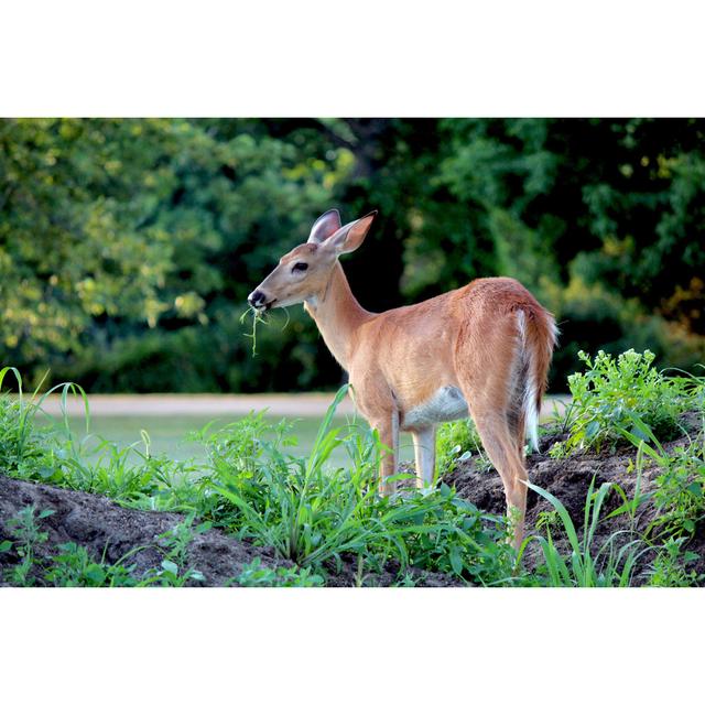 White-Tailed Doe - Wrapped Canvas Print Alpen Home Size: 30cm H x 46cm W on Productcaster.