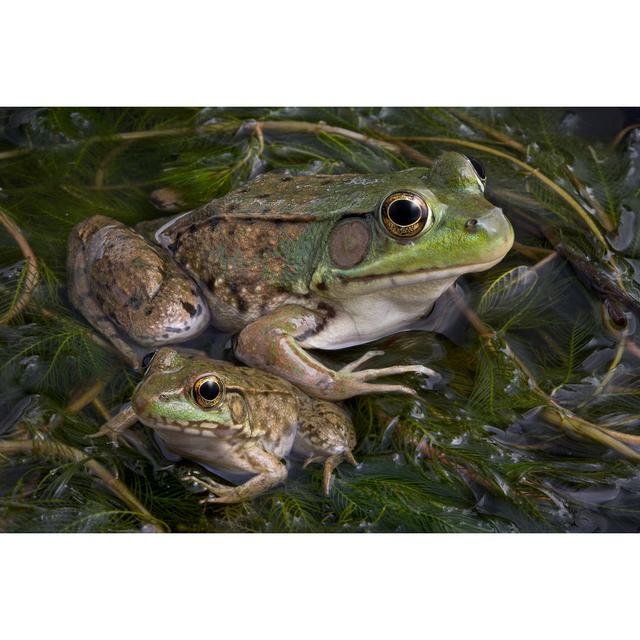 Belfield Bullfrog - Wrapped Canvas Photograph Latitude Run Size: 20cm H x 30cm W x 3.8cm D on Productcaster.