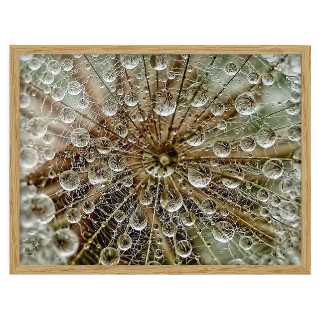 Dandelion in Autumn - Picture Frame Photograph Rosalind Wheeler Size: 70cm H x 100cm W x 2cm D, Frame Option: Brown Framed on Productcaster.