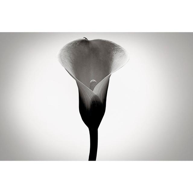 Calla Lily Studies I Marlow Home Co. Size: 30cm H x 46cm W on Productcaster.