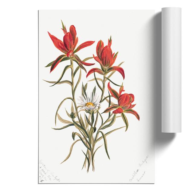 Indian Paintbrush by Mary Vaux Walcott - No Frame Painting East Urban Home Size: 59cm H x 42cm W x 0.1cm D on Productcaster.