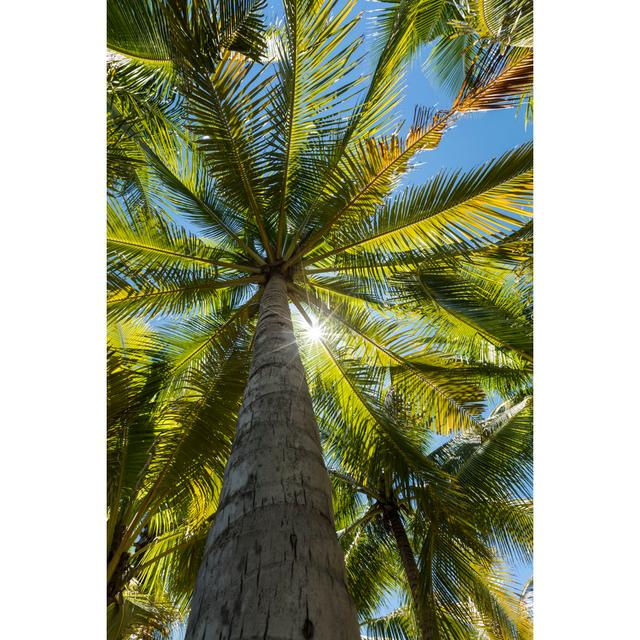 Tropical Palm Tree by Joakimbkk - Wrapped Canvas Art Prints 17 Stories Size: 76cm H x 51cm W on Productcaster.