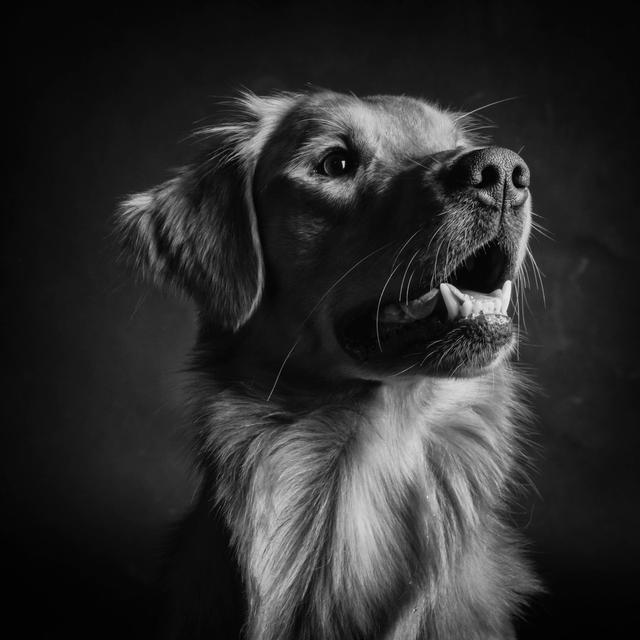 Golden Retriever by Ansaharju - Wrapped Canvas Photograph Ebern Designs Size: 91cm H x 91cm W on Productcaster.