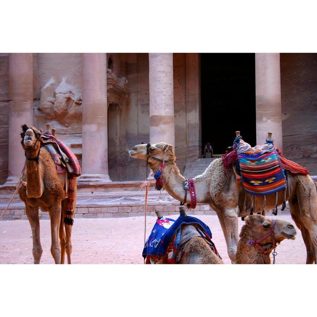 Camels at Petra Jordan by Verycrispy - Wrapped Canvas Photograph 17 Stories Size: 20cm H x 30cm W on Productcaster.