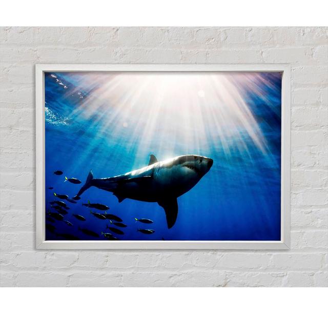 Gerahmtes Bild Shark in a Blaze of Sunlight Haus am Meer Größe: 100 cm H x 141,4 cm B x 3,3 cm T on Productcaster.