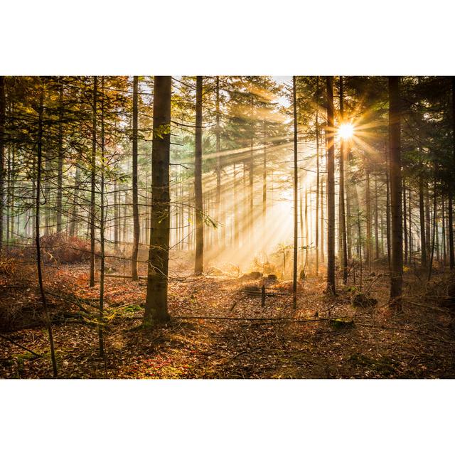 Sunny Morning Forest - Fog And Sun Beams by Konradlew - No Frame Art Prints on Canvas Alpen Home Size: 51cm H x 76cm W on Productcaster.