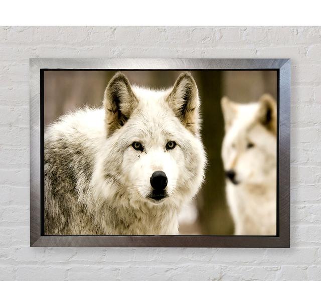 White Wolf - Print Union Rustic Size: 100cm H x 141.4cm W x 3.4cm D, Format: Silver Framed Paper on Productcaster.