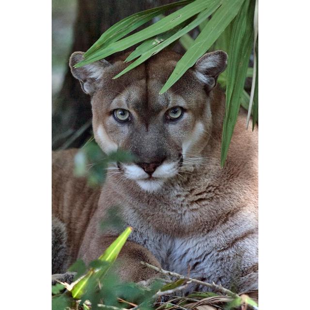 Florida Panther by Fotoguy22 - Wrapped Canvas Print Alpen Home Size: 46cm H x 30cm W on Productcaster.