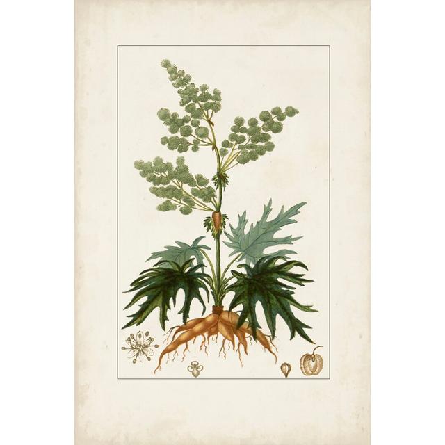 Antique Turpin Botanical III by Turpin - Wrapped Canvas Art Print Rosalind Wheeler Size: 122cm H x 81cm W on Productcaster.