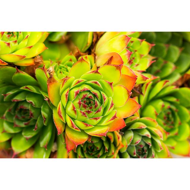 Green And Red Aeonium Succulent Plant by Filipfoto - Wrapped Canvas Print Bloomsbury Market Size: 30cm H x 46cm W on Productcaster.