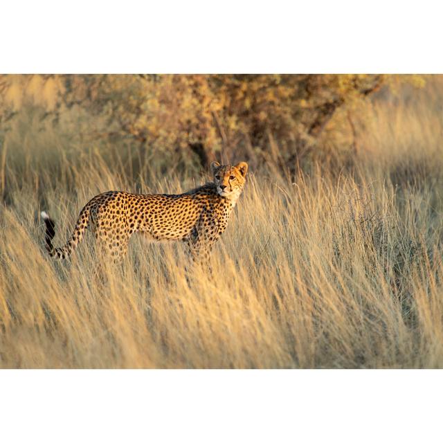 Young Cheetah by Sproetniek - Print 17 Stories Size: 81cm H x 122cm W x 3.8cm D on Productcaster.