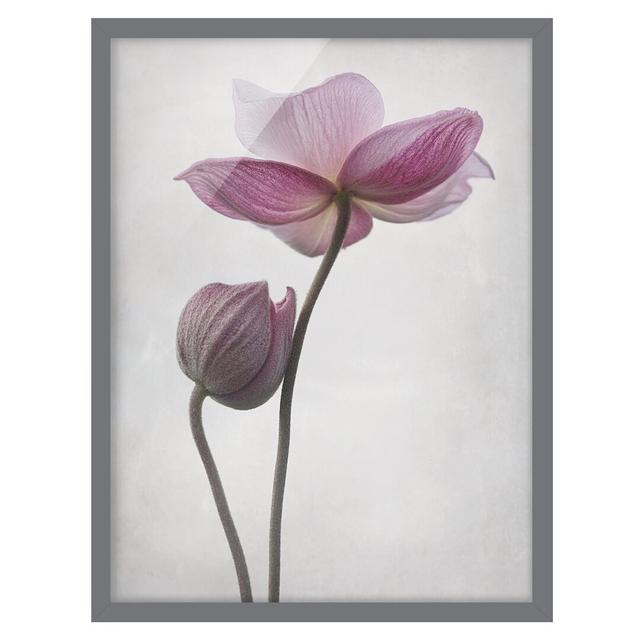 Anemones in Pink - Picture Frame Graphic Art 17 Stories Frame Option: Grey Framed, Size: 100cm H x 70cm W x 2cm D on Productcaster.