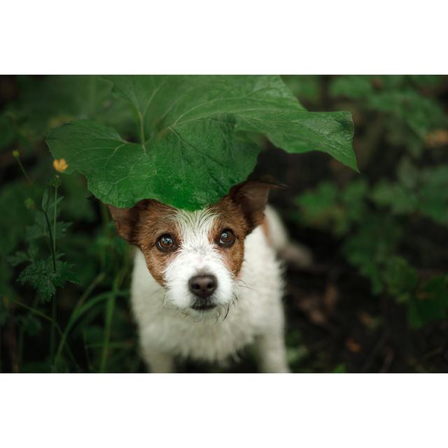 Small Dog in the Rain Hides Under a Leaf by Anna Av - Wrapped Canvas Photograph Ebern Designs Size: 32"H x 48"W on Productcaster.