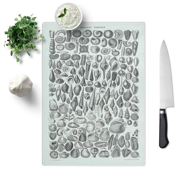 Tempered Glass Study of Mollusc Shells Lxvi by Oliver Goldsmith Chopping Board East Urban Home Size: 28.5 cm W x 39 cm L on Productcaster.